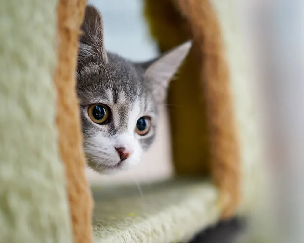 My Cats Hijacked My Desk — Until I Found This Space-Saving Hammock Fix